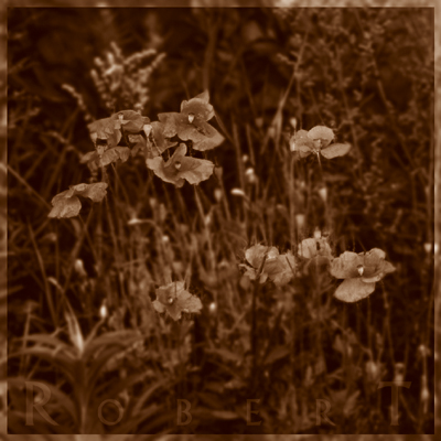 wild poppies