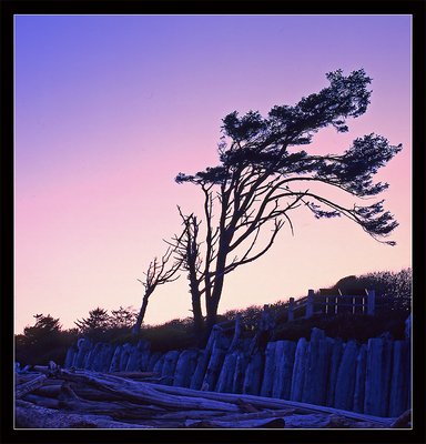 Wind-shaped Tree at Sunrise