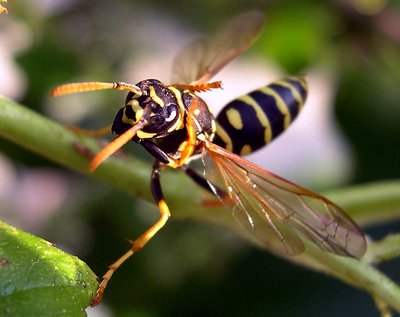 Wasp