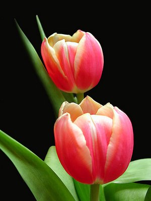 Two Tulips