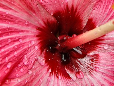 Hibiscus