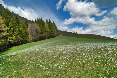 Spring on the mountain