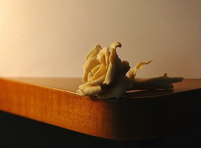 Fiore di Pasta