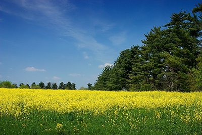 Yellow Fields