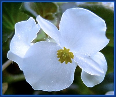 White Flower In Blue