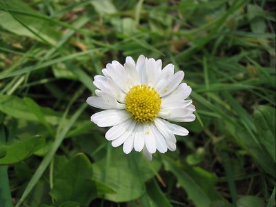 Daisy