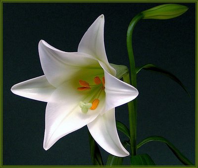 Simply St Joseph's Lily