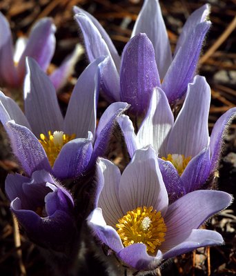 It Must Be Spring, the Pasqueflowers are in Bloom!