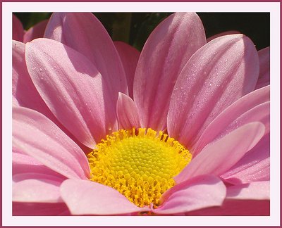 Chrysantemum rose