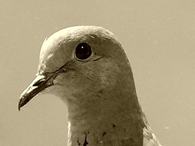 tHe biRD beHinD tHe gLaSs