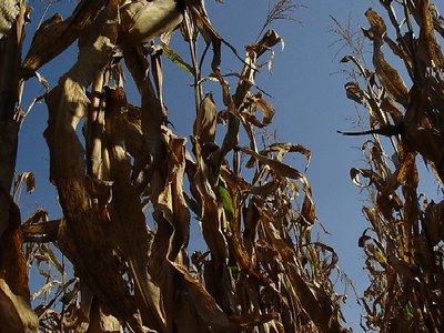 Deep Inside the Corn