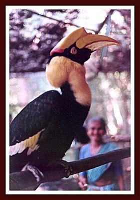 Hornbill