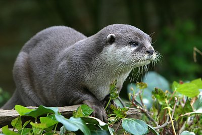 Otter (Post 1)