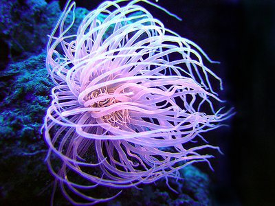 pink anemone 