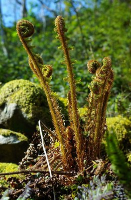 Natures crown