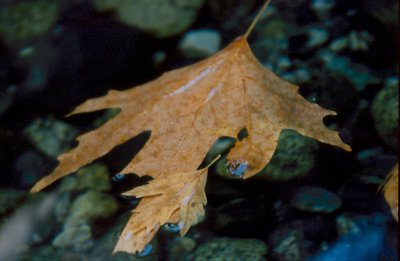 leaf in water