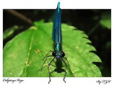 Calopteryx Virgo