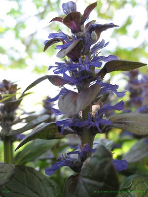 Ajuga