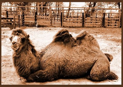 Bactrian camel