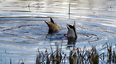 Hiding duck