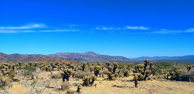 Mojave  the Desert