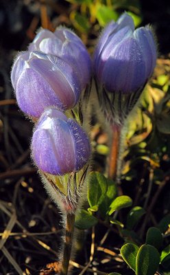 It IS Spring! Budding Pasqueflowers!