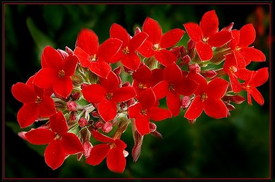 ---kalanchoe---newest