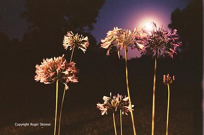 Agapanthus And Moonrise