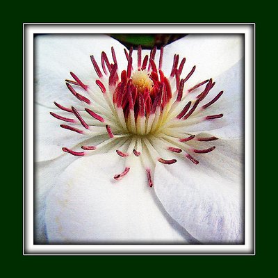 White clematis