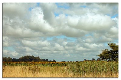 Sunflower Plantation