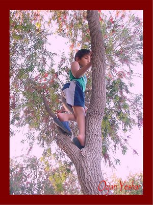 Climbing The Tree