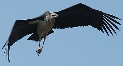 Ground Horn Bill