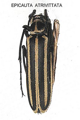 Epicauta Atrivittata