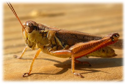 Grasshopper Tanning