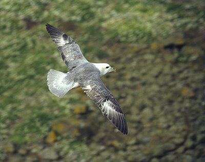 Fulmar