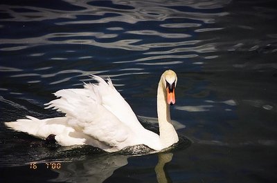 The Queen of the lake