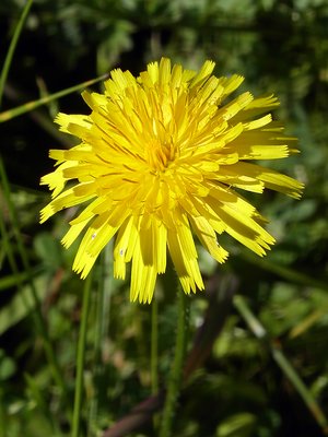 Sunny flower