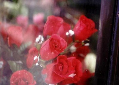 Red roses in a window