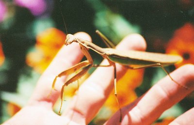 Mantis Handshake