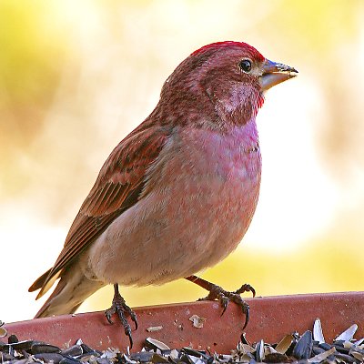 Young Male Cassin's Finch