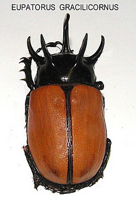 Eupatorus Gracilicornis