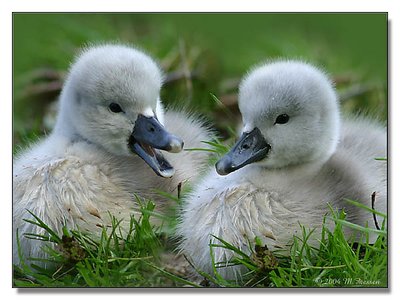 young swans