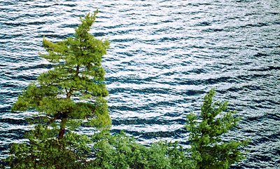 Trees on Lake George