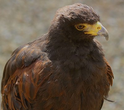 Harris Hawk