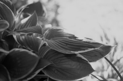 Hosta(monochrome)