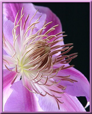 Heart of a Clematis