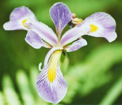 Wild Iris