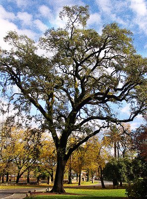 Portrait Of A Tree