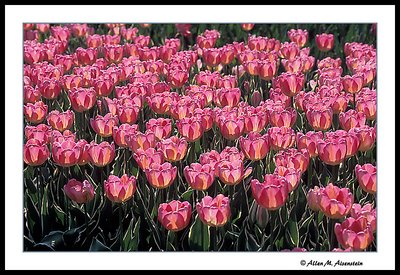 Backlit Tulips