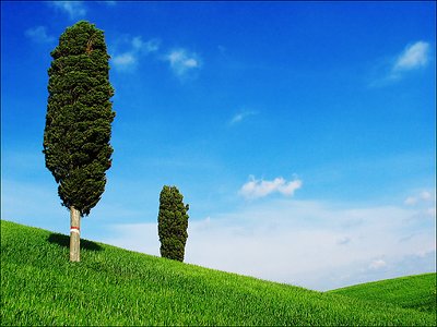 cypress